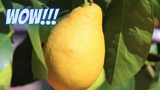 6 Year Old Seed Grown Lemon Tree | Seed Grown Citrus Tree | Growing Lemons In Containers