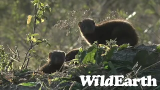 WildEarth - Sunrise  Safari - 06 July 2022