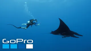 GoPro: Stunning Encounters with Sharks, Humpbacks, + Mantas in 4K