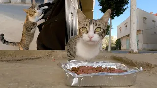 The street cat with a very cute face and extremely adorable eyes was a bit curious.