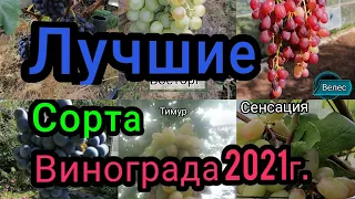 Лучшие сорта винограда на моем участке в  2021г.