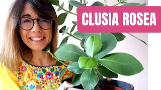 Clusia Rosea care - Autograph tree