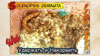 ОГНЕННЫЕ МУРАВЬИ. Удержать и Накормить // FIRE ANTS Solenopsis geminata