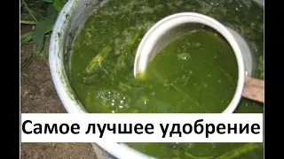 Самое лучшее удобрение - настой из крапивы