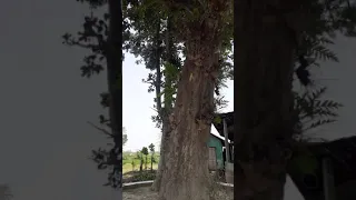 500 years old MANGO tree  in Assam