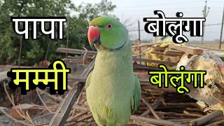 Parrot talking papa🥰parrot papa bolne wala😱Mithu talking video🦜Mitthu natural sound🥰mithu ki boli🦜🎉