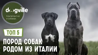 ТОП 5 Пород собак родом из Италии