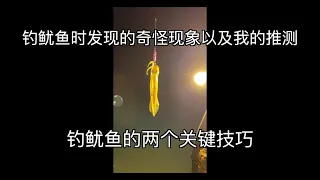 钓鱿鱼的两个关键技巧----发现的奇怪现象以及我的推测