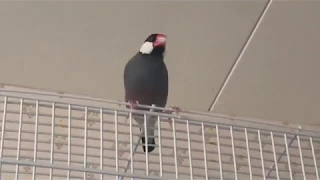 Java finch 2020 - Dad singing