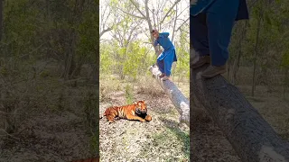 Dangerous tiger attack man in forest#tiger #attack #animal #forest #viral #shorts  #shortvideo