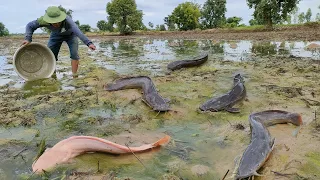 Wow amazing fishing! a fisherman skill catch a lot of fish at field in little water catch by hand