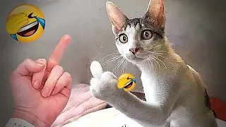 When a silly Cat becomes your best friend😛The funniest animals and pets 😺🐶
