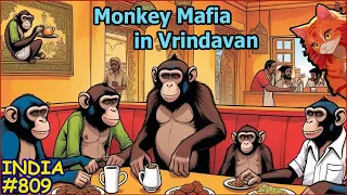 India +49 Why is it so hot here? Monkeys Rob Tourists. Delicious food in Vrindavan