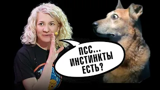 Почему у нас нет инстинктов? Материнского инстинкта не существует? | Ученые против мифов 20-2