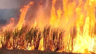 Incêndio atinge canavial de Usina, em Cordeirópolis