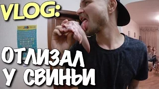 VLOG: ОТЛИЗАЛ У СВИНЬИ / Андрей Мартыненко