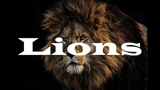 Lions