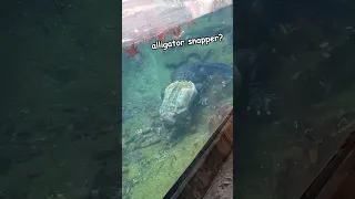 Alligator Snapper Vs Alligator