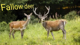fallow deer documentary