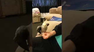 Charlie the talking Cockatiel says "I love you" and more