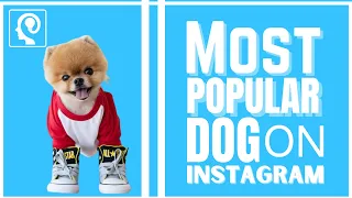 most famous dog on instagram | famous dogs on instagram | Jiff Pom | famous instagram dogs | JiffPom