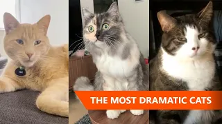 Most Dramatic Cats In The World 😹 | Funny Cat Videos