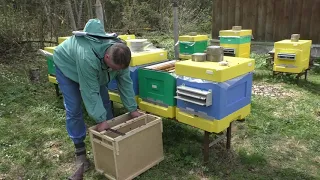 Привез пчелопакеты. Заселяю улики.