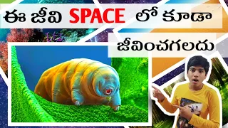 Tardigrade fact|#interestingfacts,#factsintelugu,#telugufacts,#trending,#viral,#shorts,#telugu,