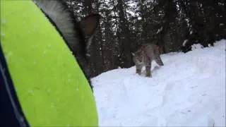 ståndskall på lodjur