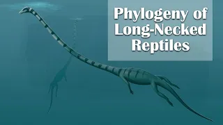 Phylogeny of Long Necked Reptiles