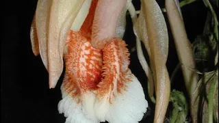 Моя вторая целогина в коллекции! COELOGYNE SPECIOSA⁉️ #орхидеи #orchid #orchidlovers