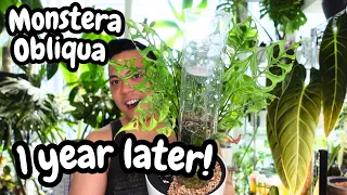 🌱 Monstera Obliqua Wet Stick Propagations | 1 YEAR LATER with UPDATES 💚