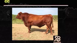 Lecture 5 Part 1- Basic Beef Cattle Genetics