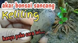 Cara cangkok bonsai sancang akar keliling