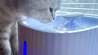 Поилка-фонтан для кошек (сборка поилки + чистка насоса при необходимости)