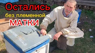 Остались без племенной матки. Что с безматочными семьями?