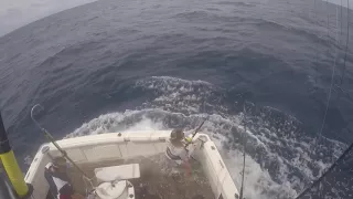 blue marlin jumps into boat pending Australian record to a junior