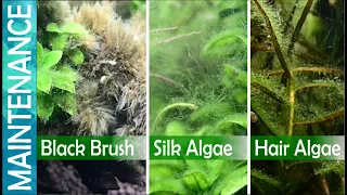 How to fix algae in planted aquarium| Aquarium Algae Solutions (Part 1)| Simple algae cleaning tips