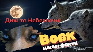 Вовки. Цікаві факти. Дикі та небезпечні. #цікавіфакти #дивисьукраїнське #україна