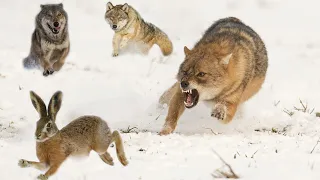 💥Стая волков гонится за нереально быстрым зайцем. Невероятная охота!