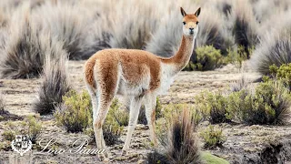 Loro Piana Savoir-Faire: Vicuna Perù