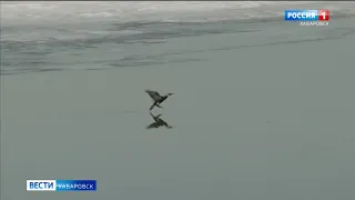 Жители Хабаровска устроили фотосессию с бакланами: в регион возвращаются перелётные птицы