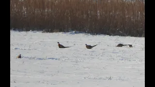 Стая Фазанов на жировке / Pheasant Hunting