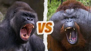 GORILLE vs ORANG-OUTAN - Qui est le roi des singes ?