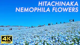 【4K Japan Walk】Beautiful Nemophila Flowers in full bloom in Hitachi Seaside Park