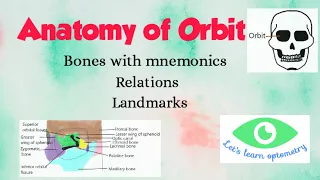 Anatomy of orbit | Orbital bones