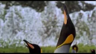 Король пингвинов. The Penguin King. 2013 Трейлер HD 1080