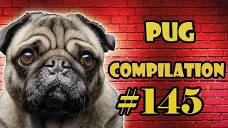 Pug Compilation 145 - Funny Dogs but only Pug Videos | Instapug