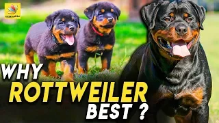 அதிசிய குணாதிசியங்கள் கொண்ட நாய்! | Rottweilers Are Single Master Dogs | Breed Characteristics