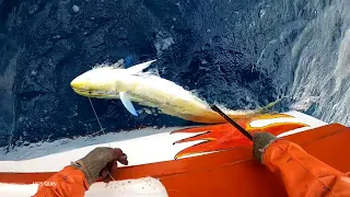 Watch how the dorados are fished from the high seas using spinel - Close-up recording